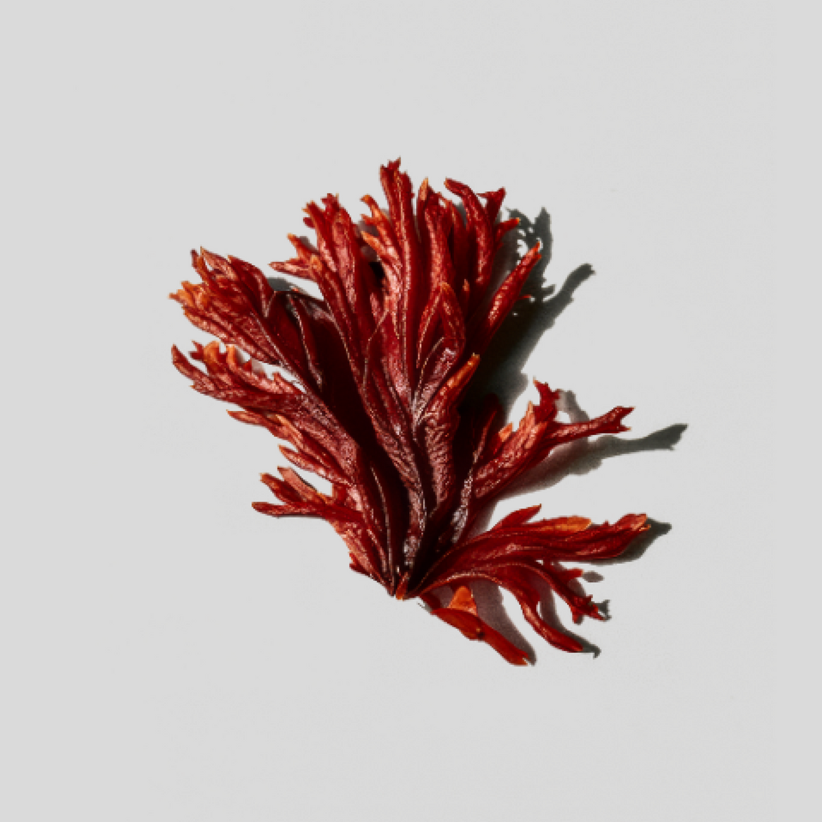 Red seaweed on a light gray background