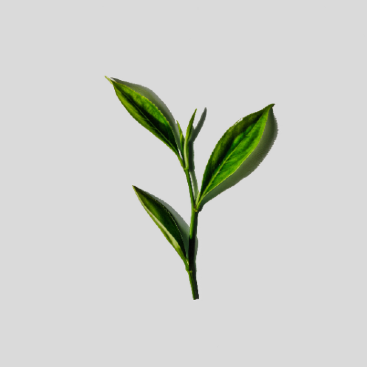 green leaf