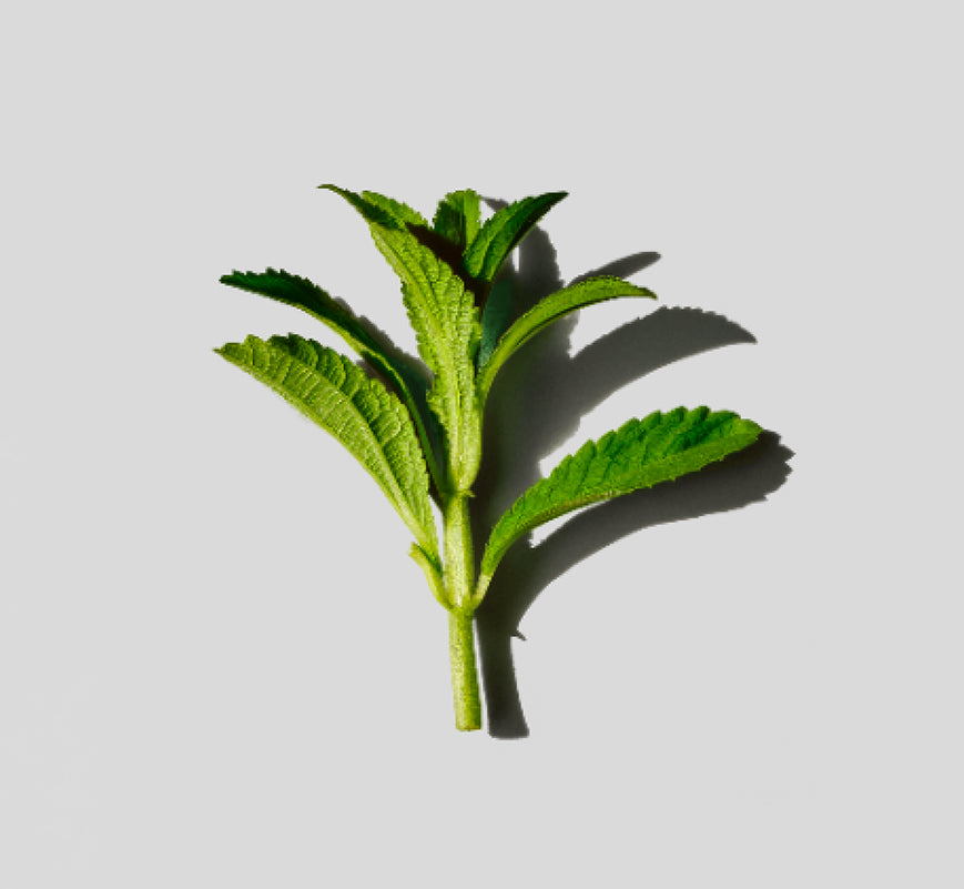 Green leafy herb on a light gray background