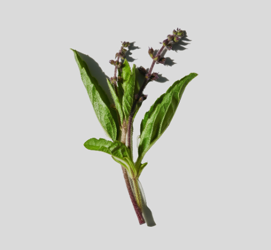 Bouquet of green leaves on a light gray background